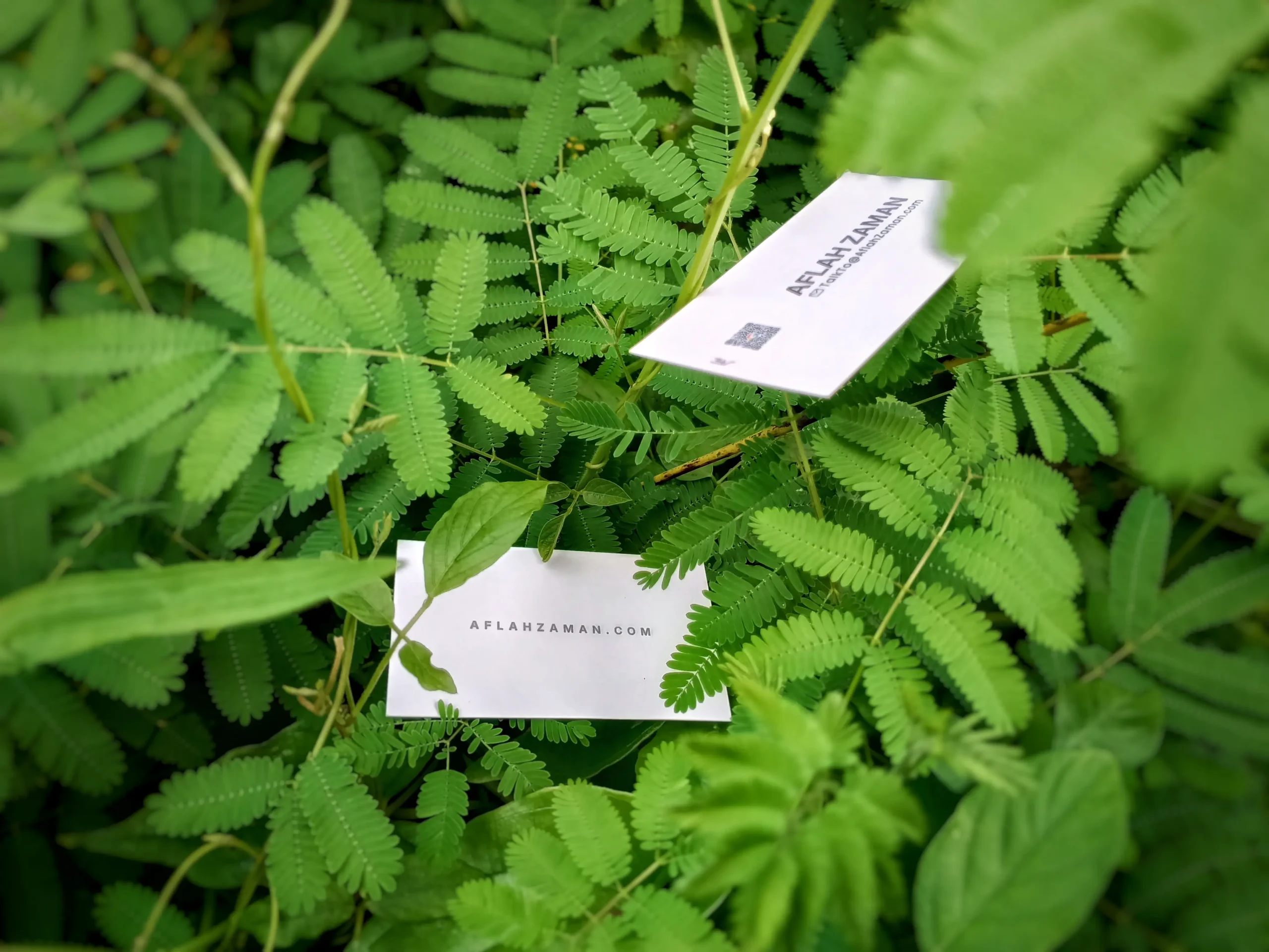 Aflah Zaman business systems consultant cards on forest background