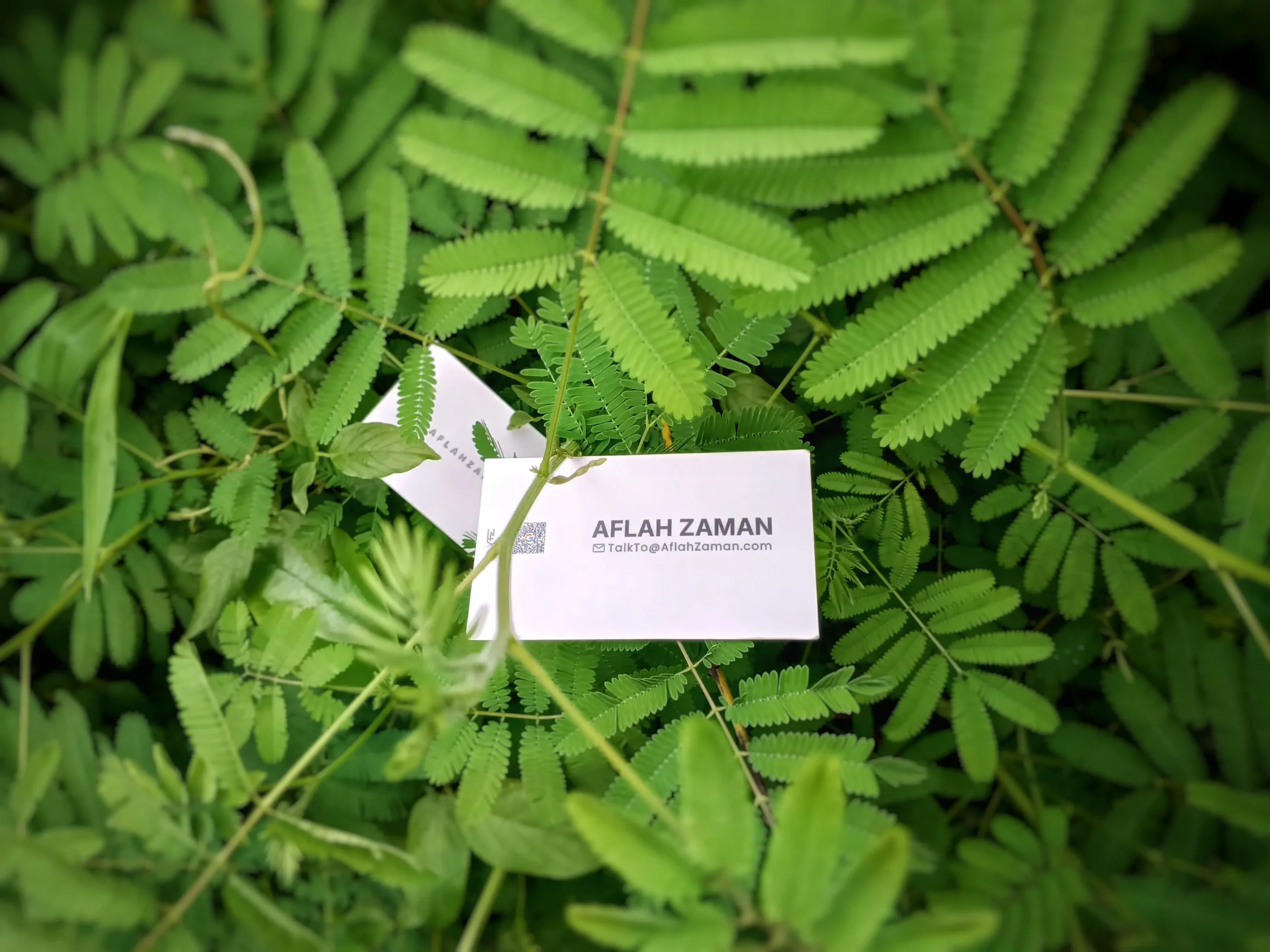 Aflah Zaman consultant business card with forest background