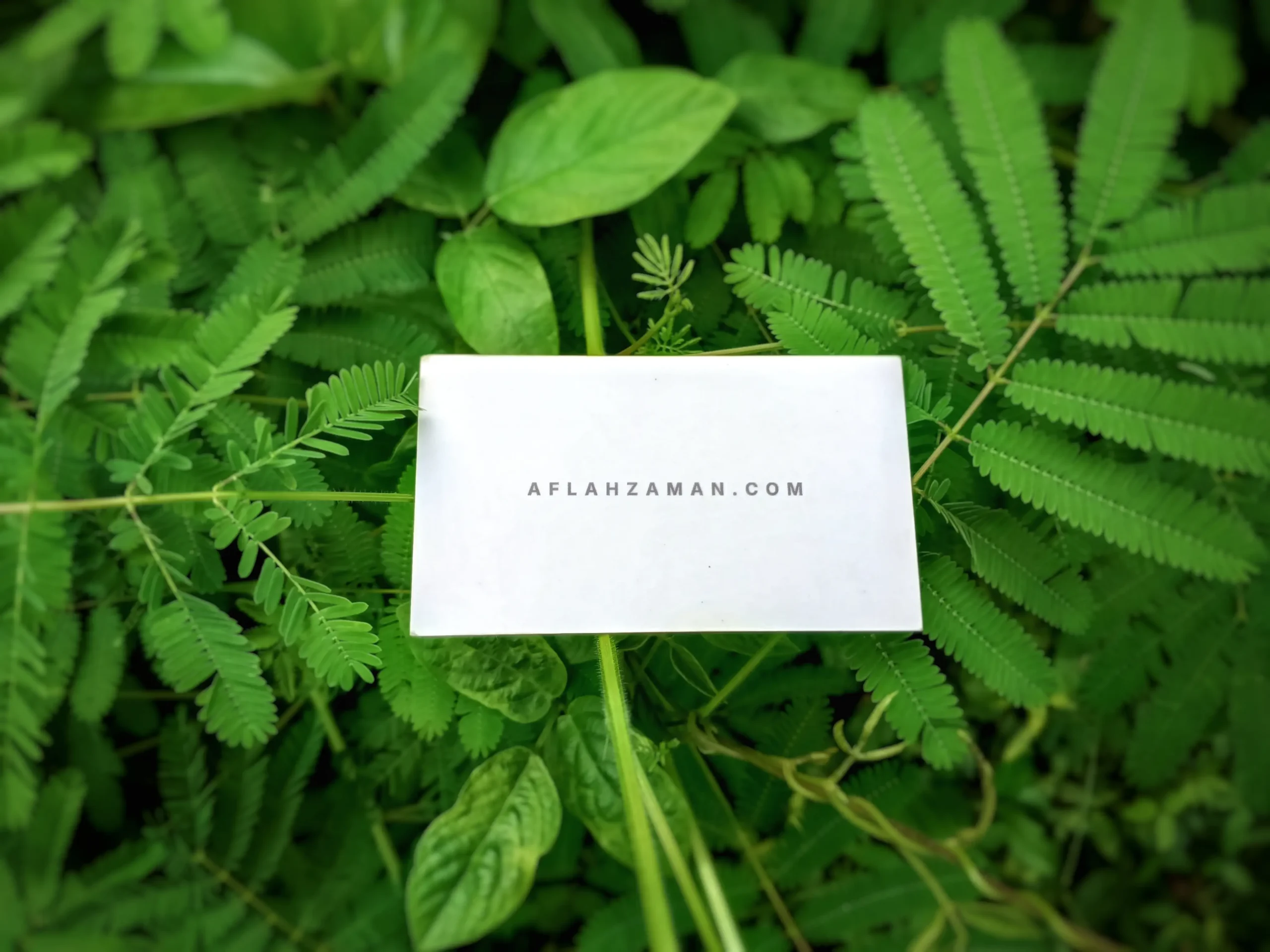Aflah Zaman digital strategist business card in forest setting