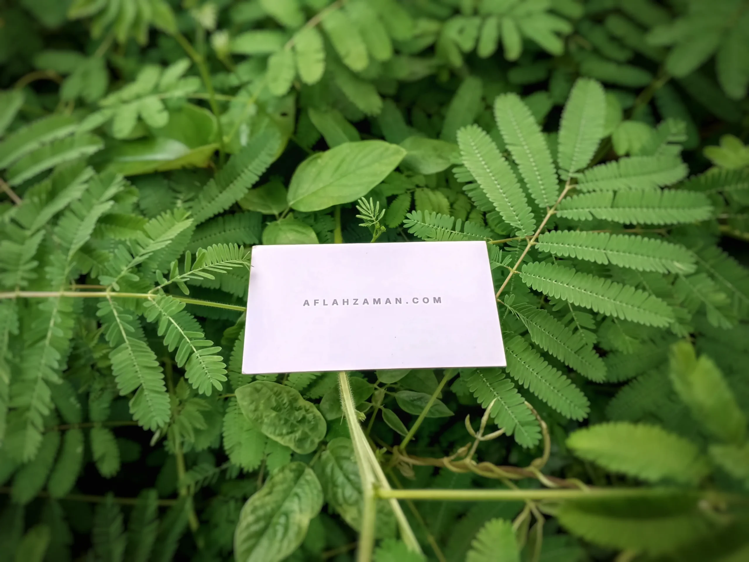 Aflah Zaman entrepreneur business card with forest background