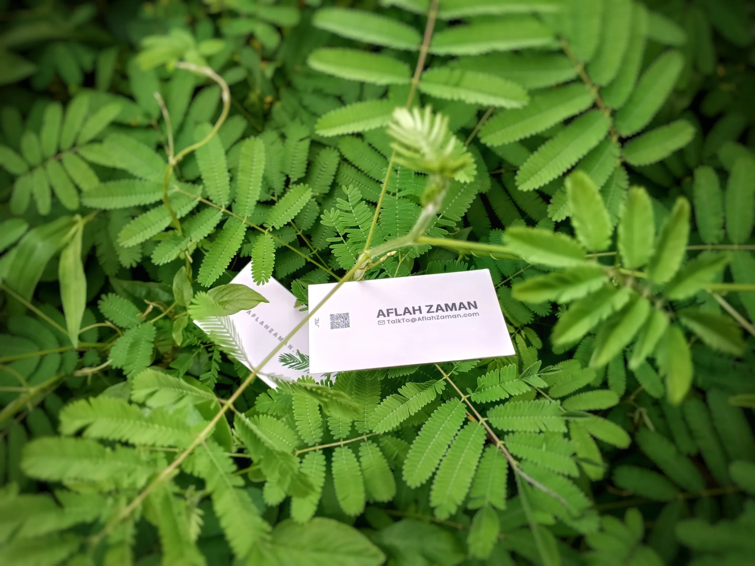Aflah Zaman local SEO expert business card on forest background