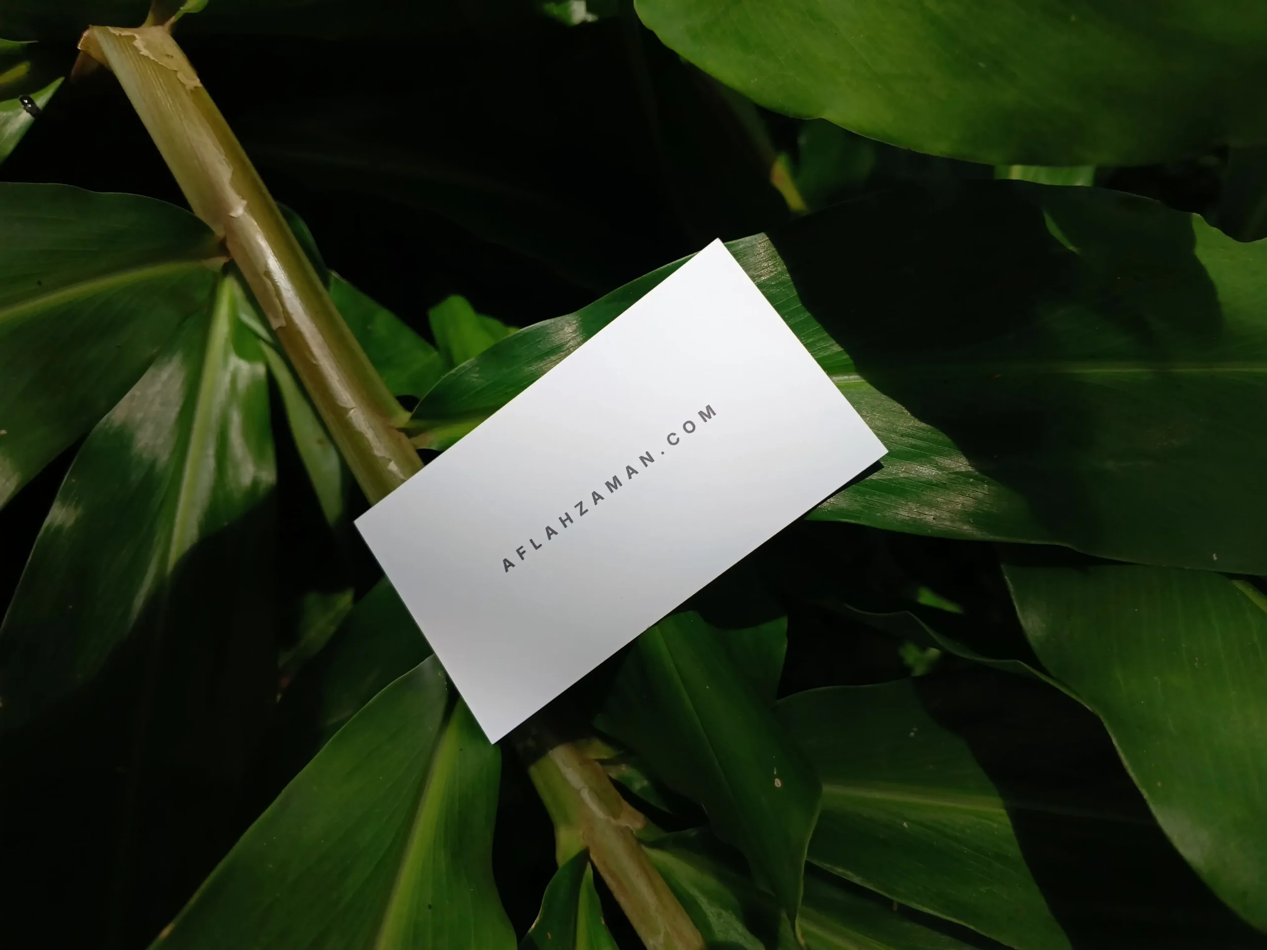Business Card with Aflah Zaman’s Website on Lush Green foliage